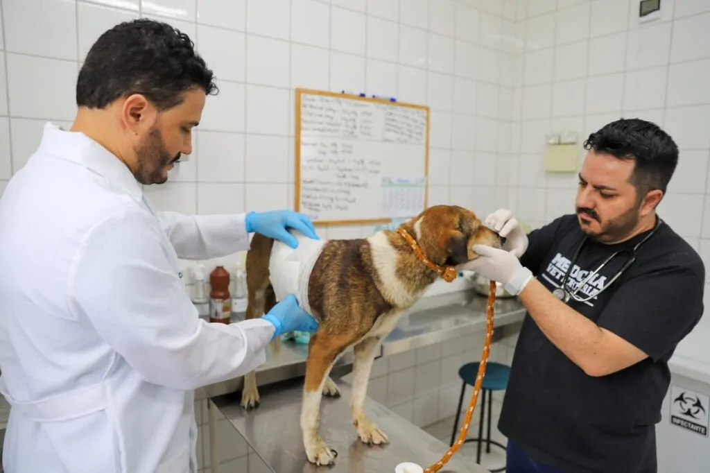 Criciúma amplia atendimento veterinário público e prepara centro de saúde animal